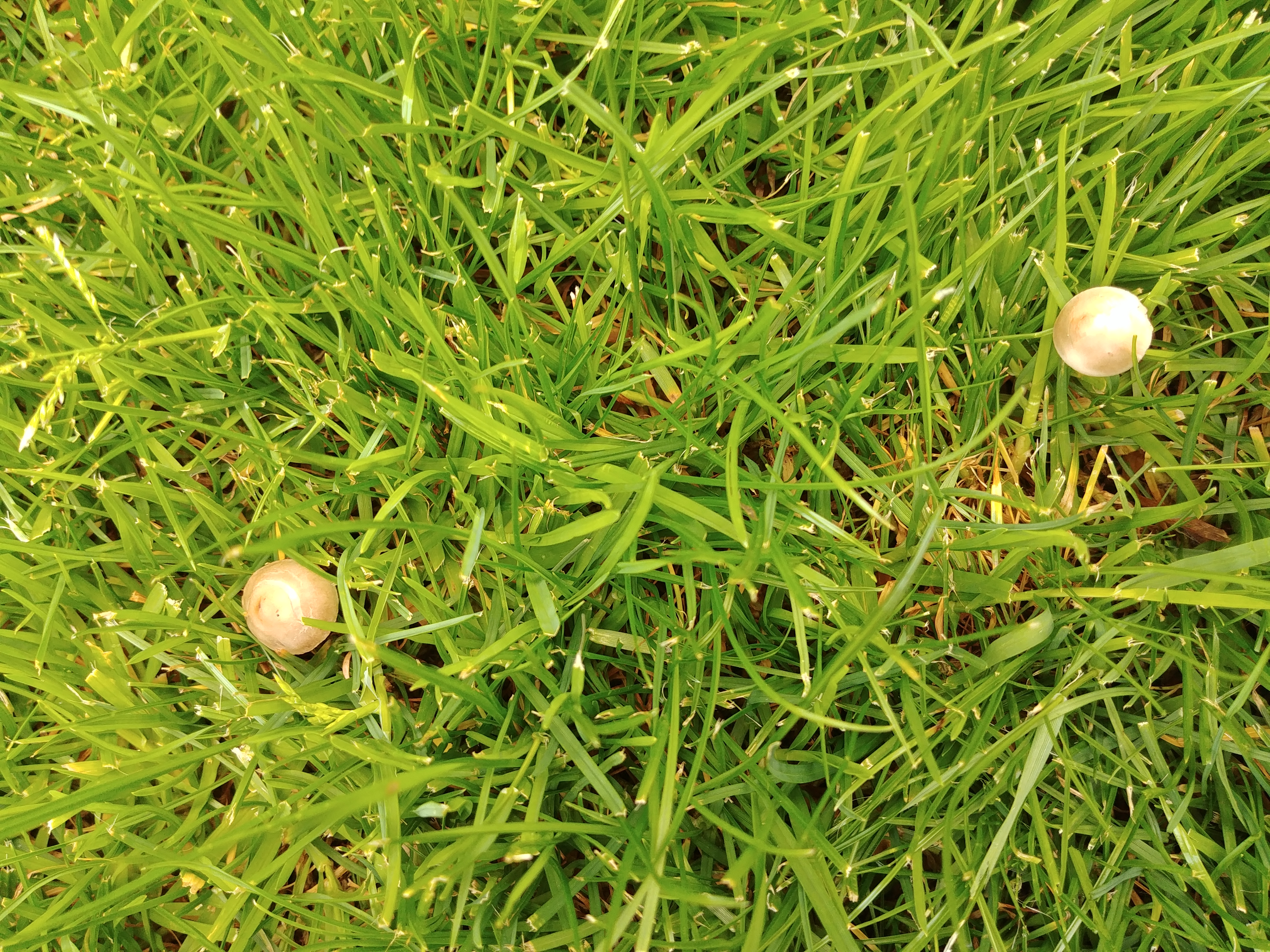 Was Tun Gegen Pilze Im Rasen