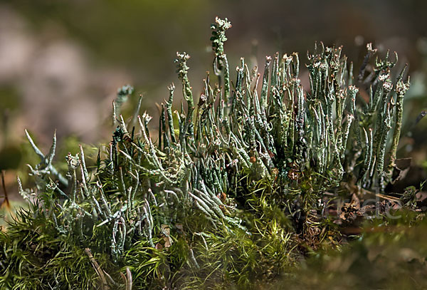 Schlanke Becherflechte (Cladonia gracilis) aus Pilze / Flechten (29124s) -  fokus-natur.de