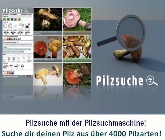 Über 4000 Pilzarten per Bild finden! Die Pilzsuchmaschine aus dem Bayerwald mit über... 20 000 Pilzbildern! Hier kannst du deinem Pilz vergleichen um auf die richtige Pilzbestimmung zu kommen. Viel Erklärungstext zu den Pilzen hilft dir außerdem in der Detail-Information Verwechslungen zu vermeiden.