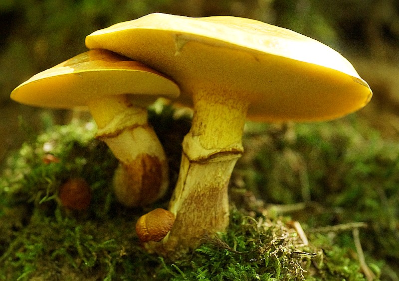 Download Röhrlinge Bestimmen Giftige Pilze Mit Schwamm Pics