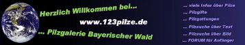 www.123pilze.de