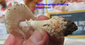 Narzgelb-albino2